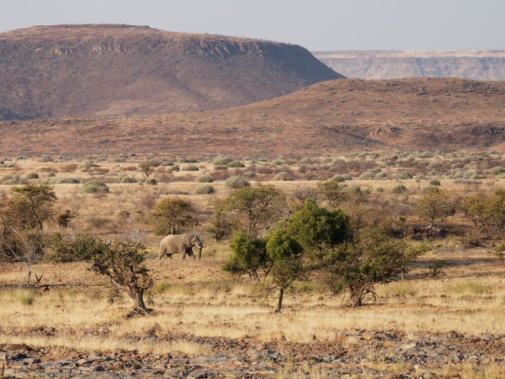 Olifant in namibie