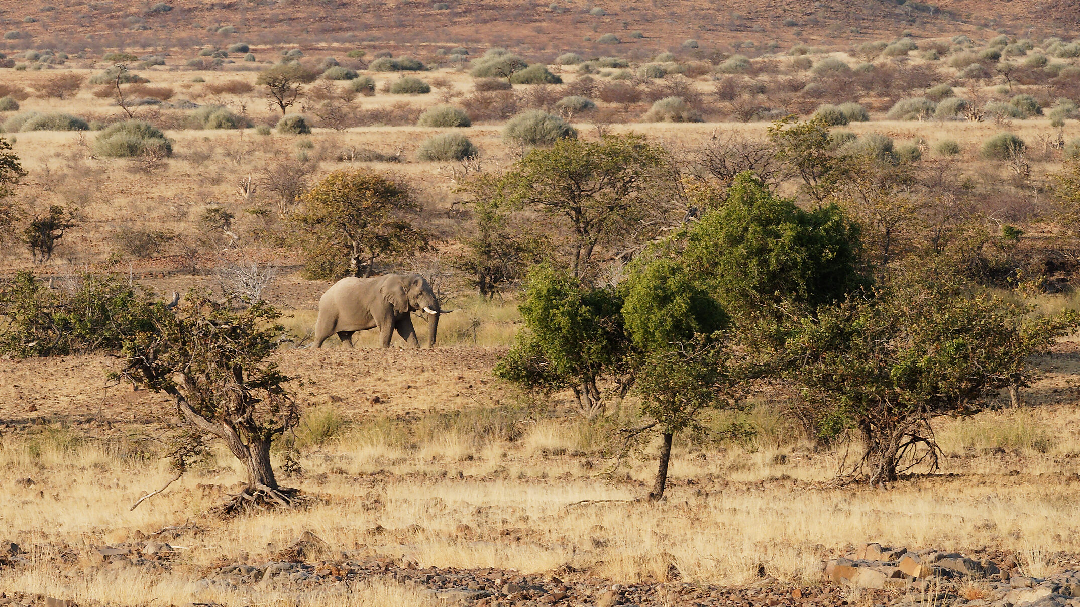 Olifant in namibie